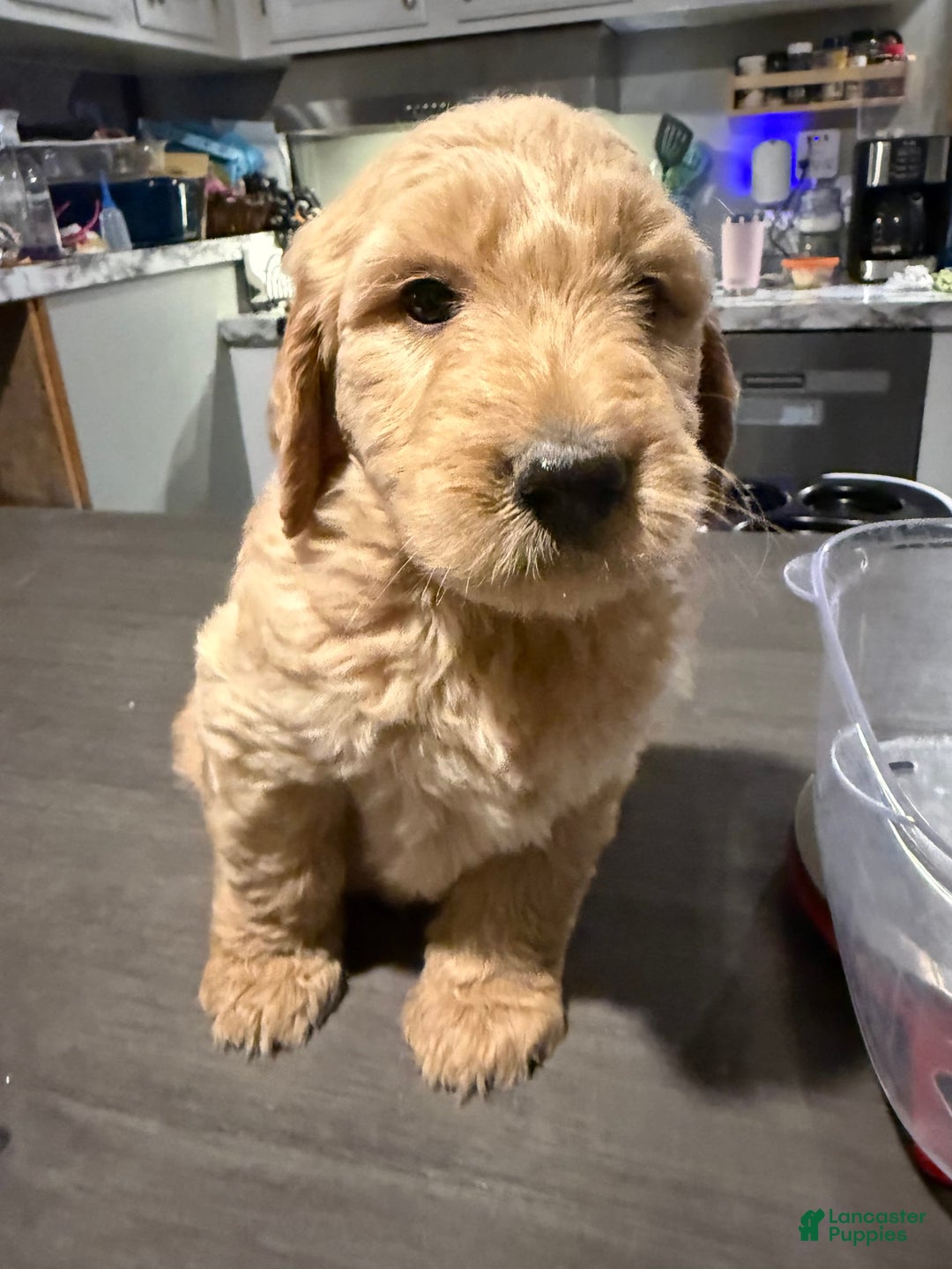 Goldendoodle dogs for sale: Pink Collar Male - Image 1