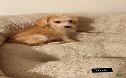 Yorkiepoo dogs for sale: Fin - Image 4