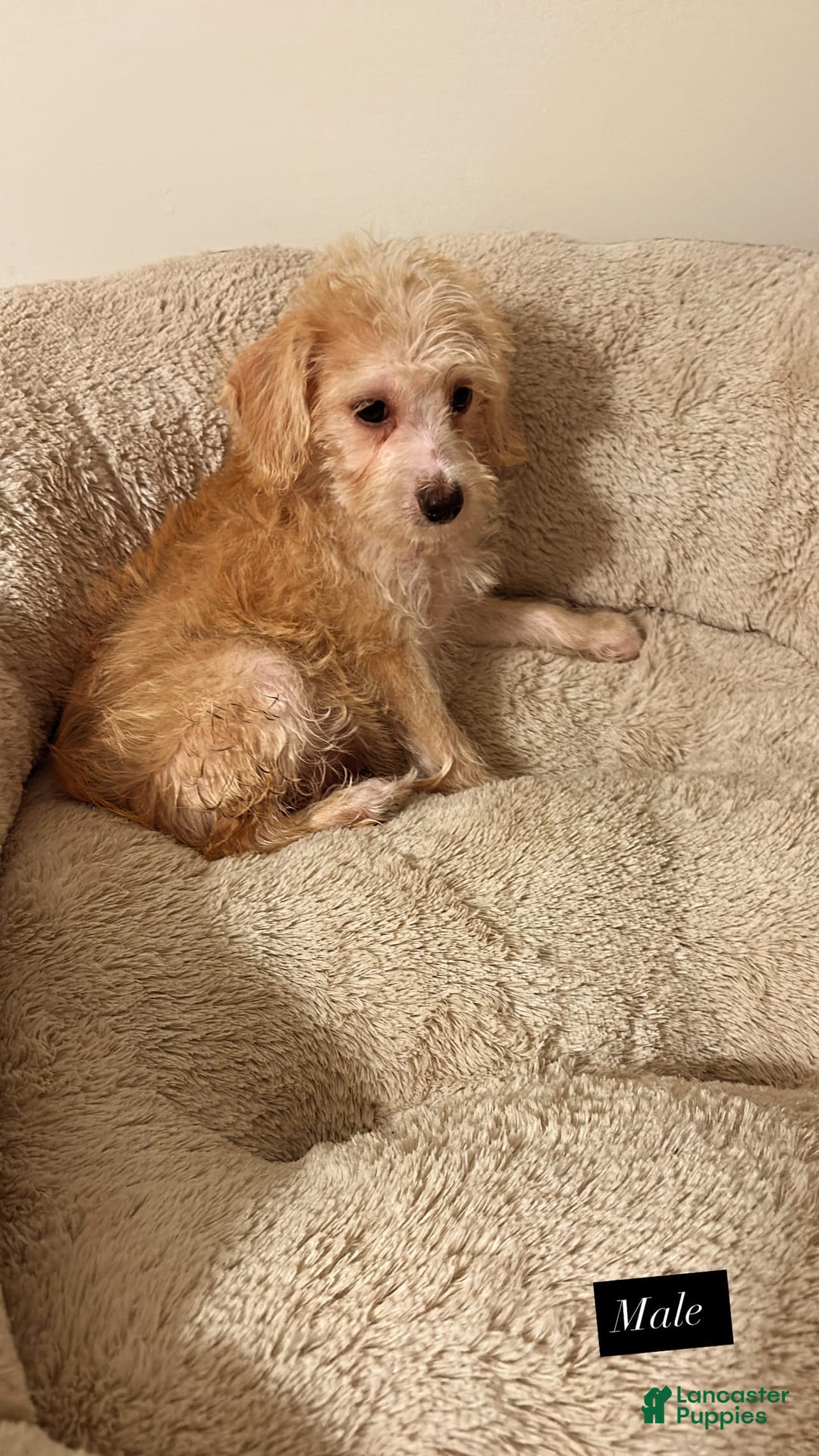 Yorkiepoo dogs for sale: Fin - Image 4