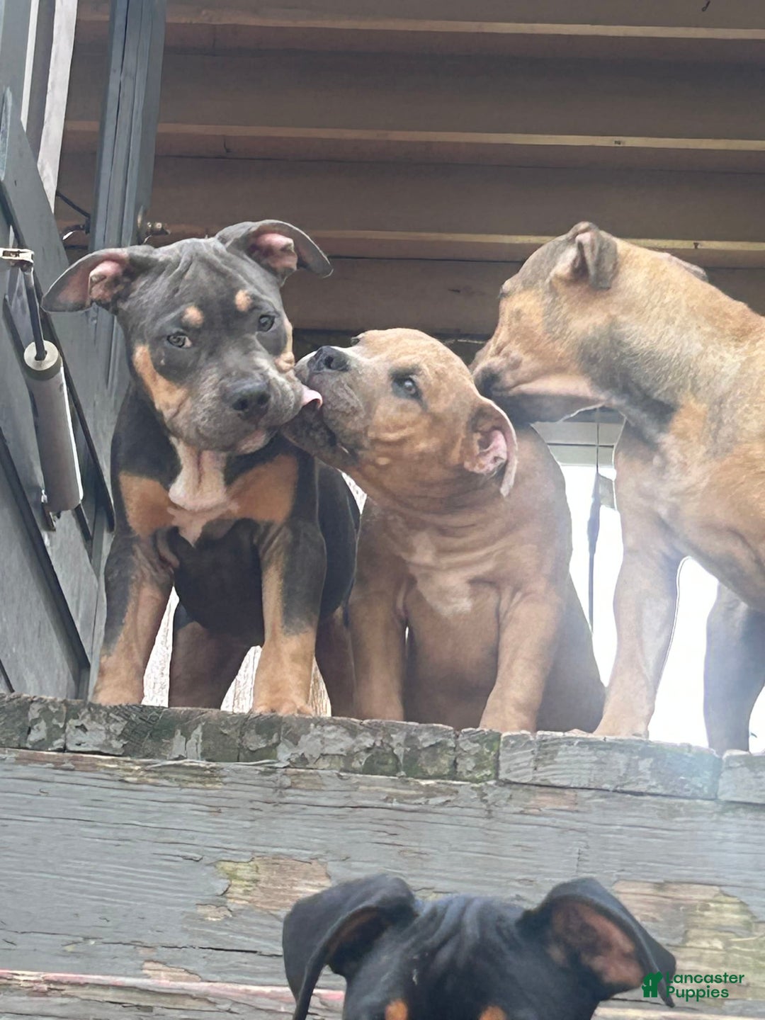 American Bully dogs for sale: Bou - Image 11
