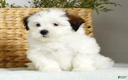 Teddy Bear dogs for sale: Wren - Image 4