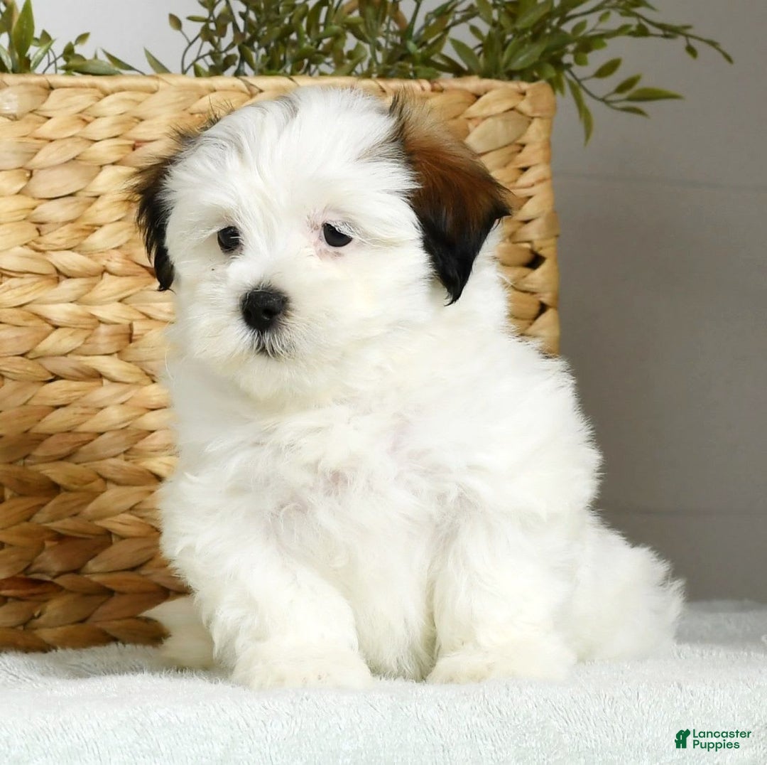Teddy Bear dogs for sale: Wren - Image 4