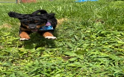 Aussiedoodle dogs for sale: Enola - Image 3