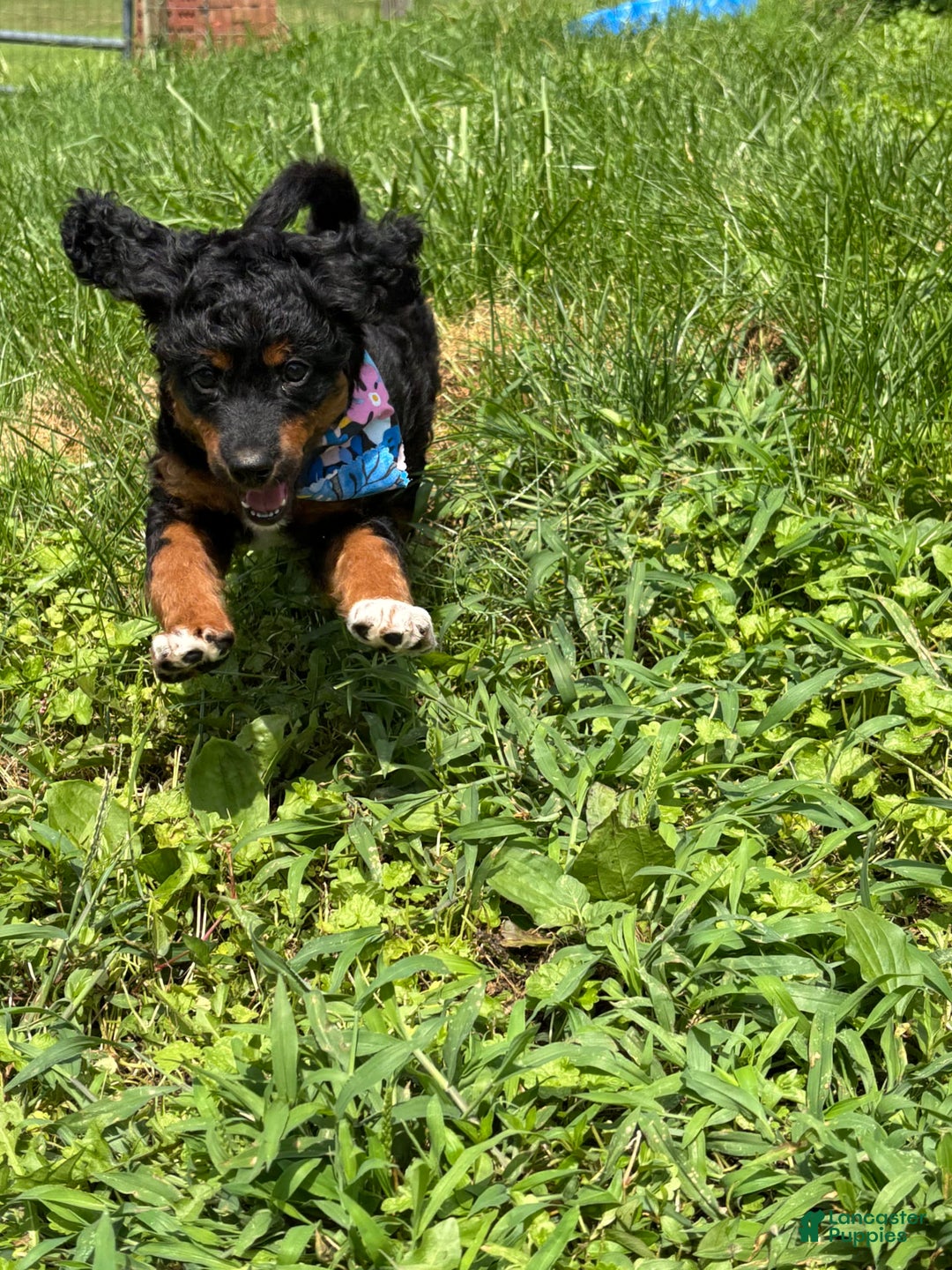 Aussiedoodle dogs for sale: Enola - Image 3