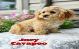 Cavapoo dogs for sale: Joey - Image 1