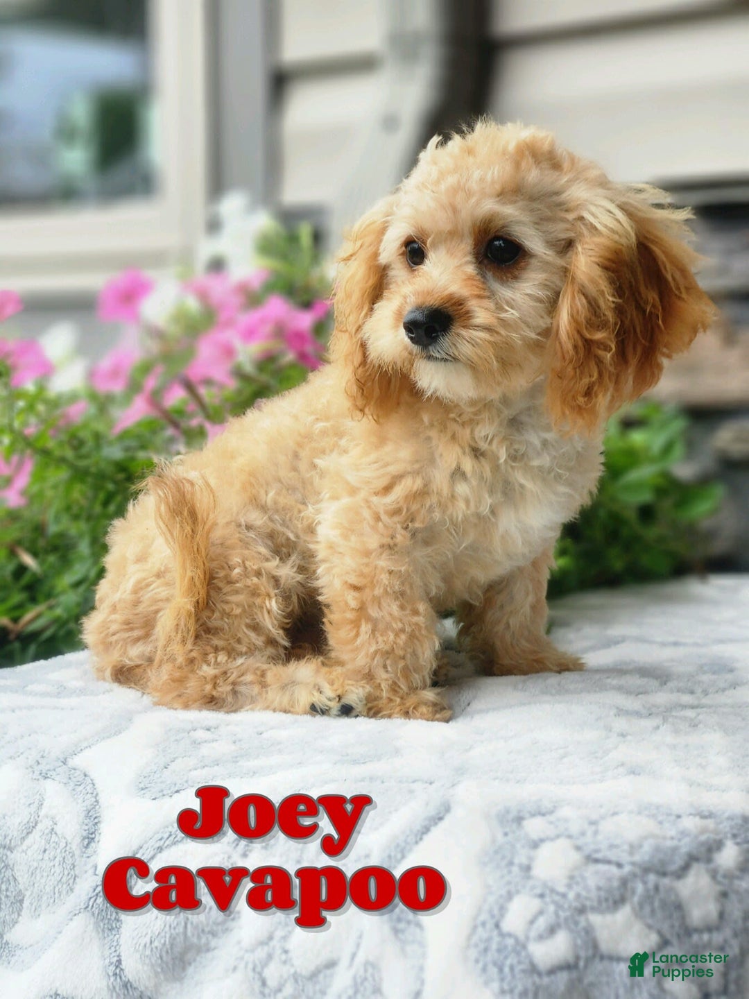 Cavapoo dogs for sale: Joey - Image 1