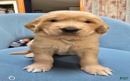 Golden Retriever dogs for sale: Morpheus - Image 1