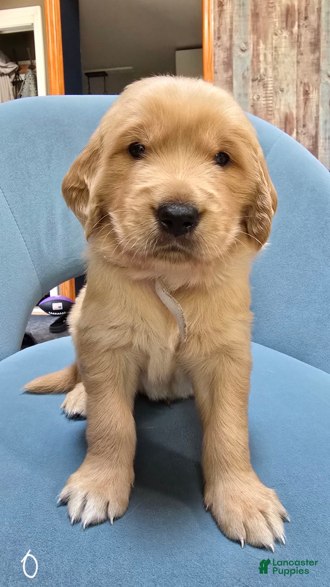 Golden Retriever dogs for sale: Morpheus - Image 1