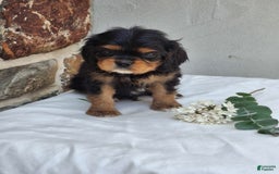 Cavalier King Charles Spaniel dogs for sale: Sprinkles - Image 11