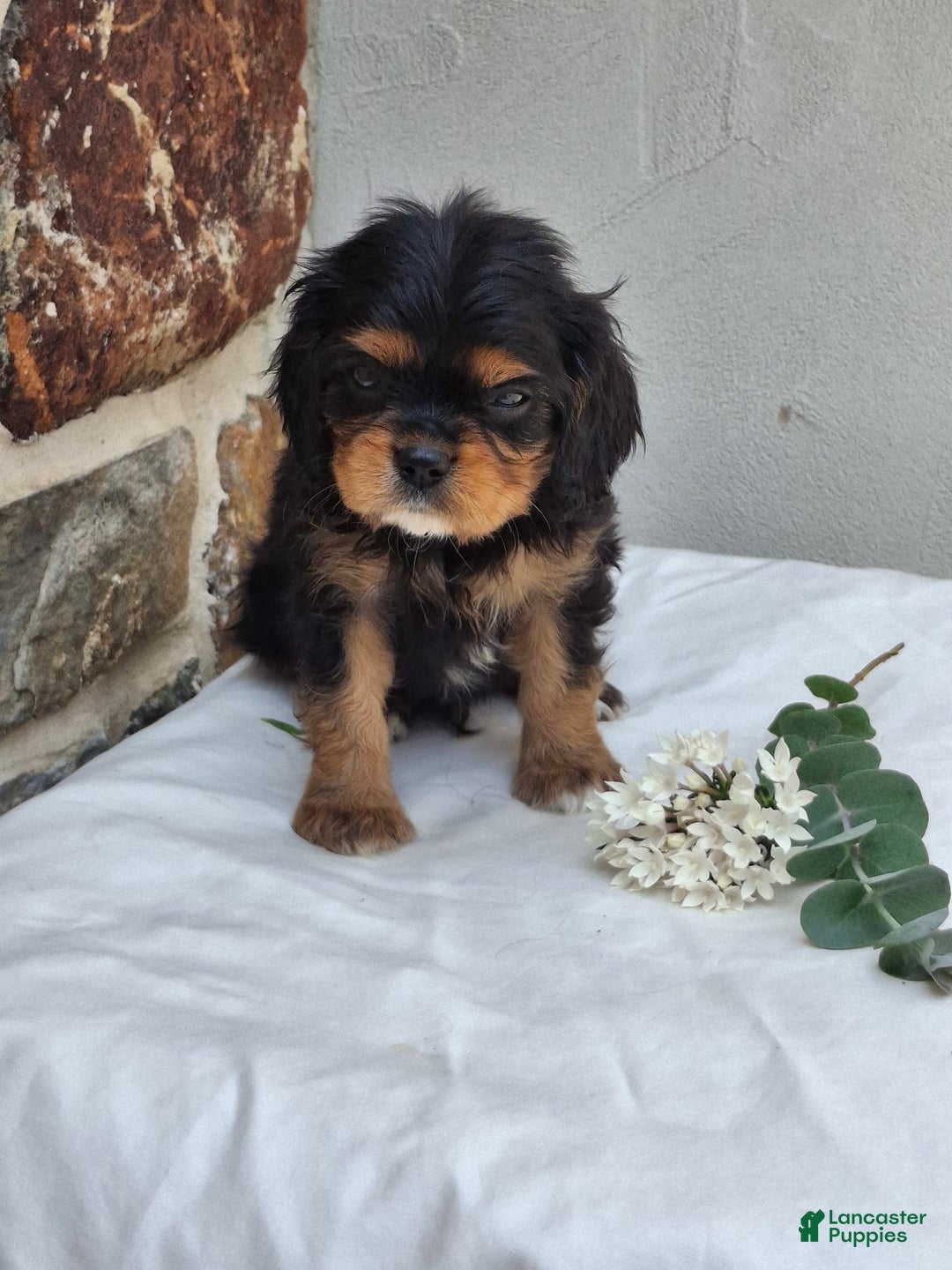 Cavalier King Charles Spaniel dogs for sale: Sprinkles - Image 11