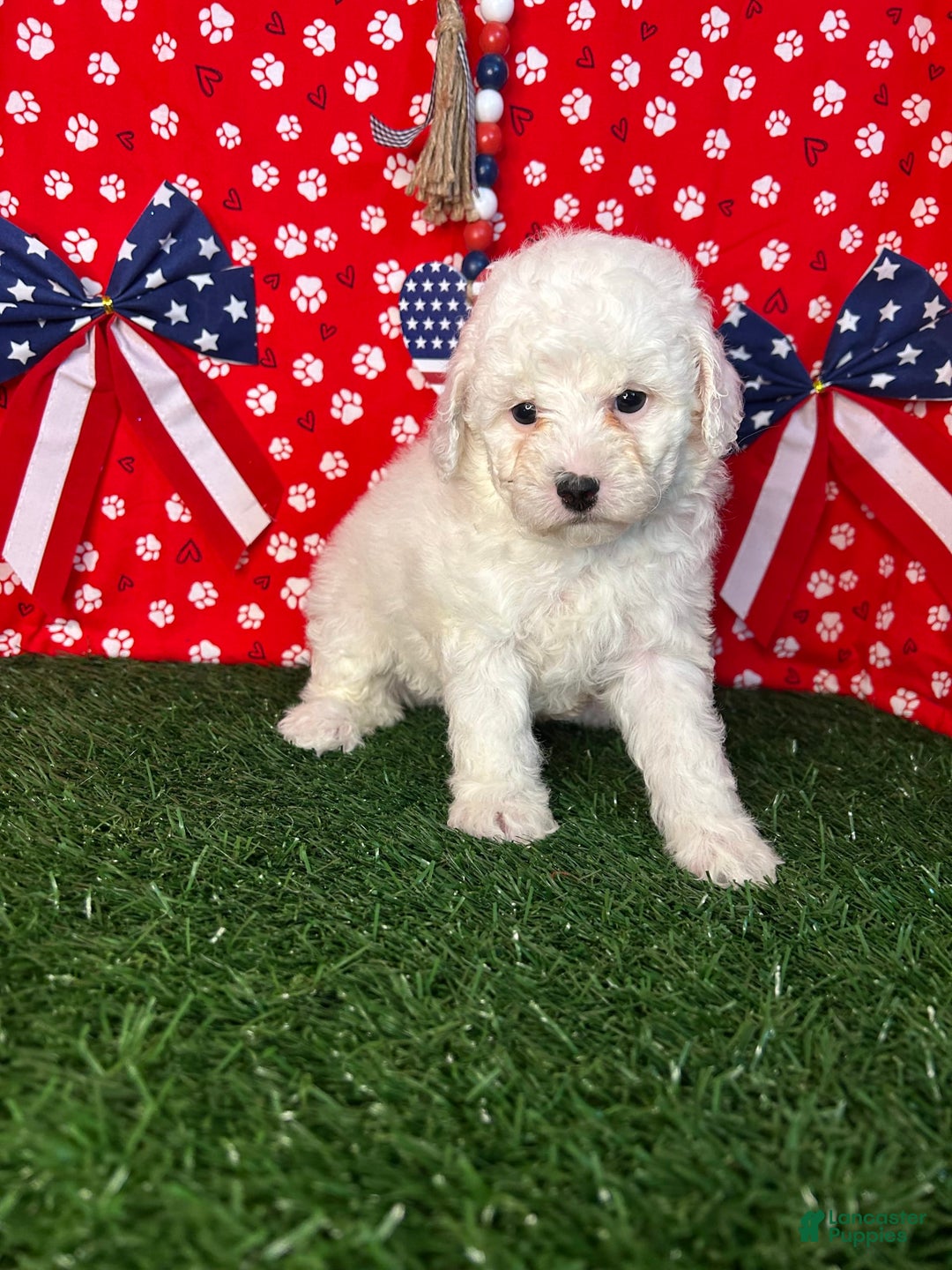 Miniature Poodle dogs for sale: Rainy - Image 7