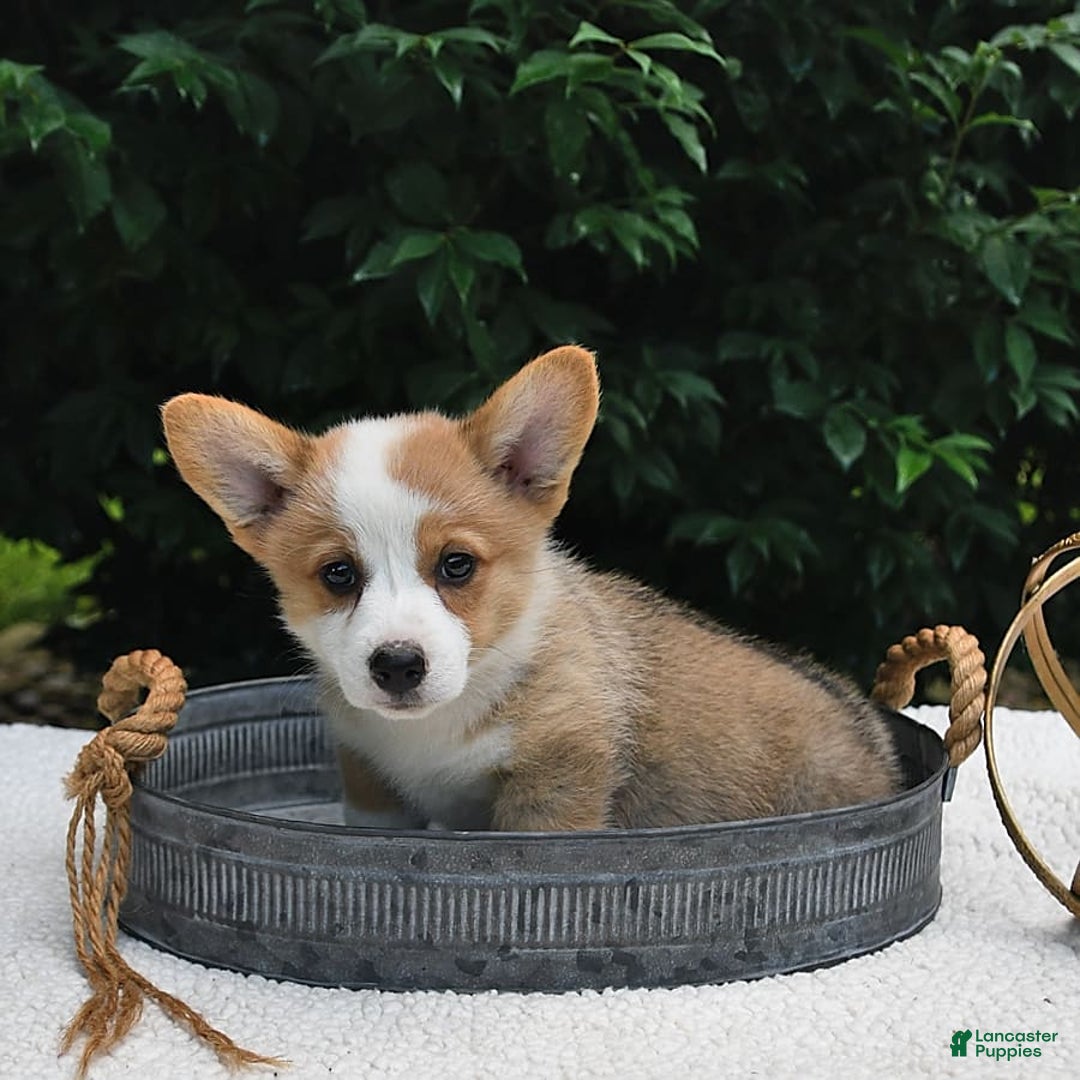 Welsh Corgi Pembroke dogs for sale: Aspen - Image 17