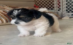 Shorkie dogs for sale: Wendy - Image 4