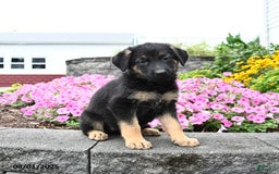 German Shepherd dogs for sale: Satin - Image 5