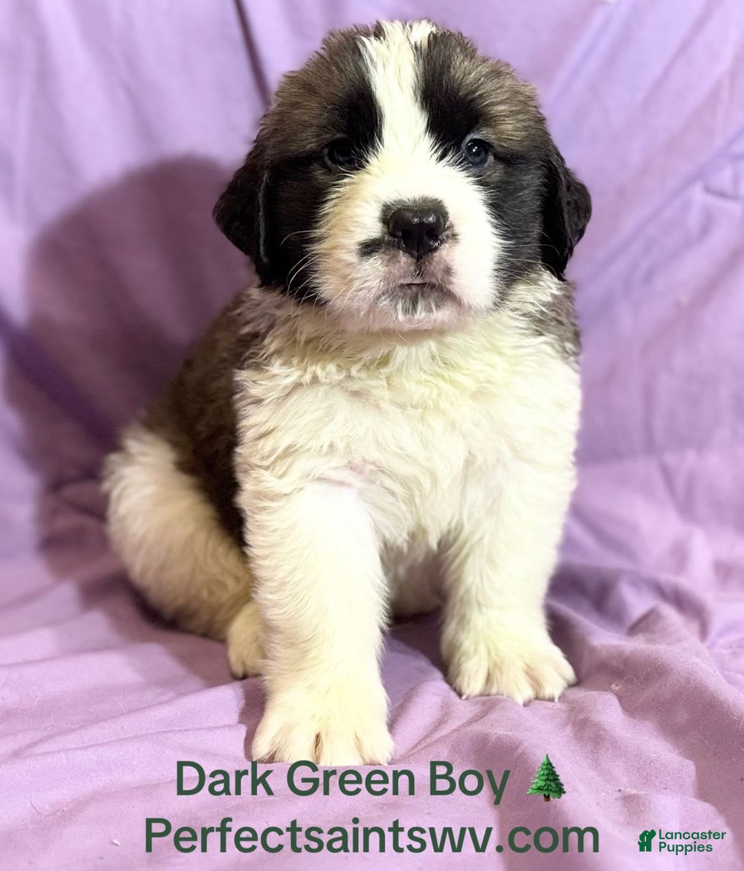 Saint Bernard dogs for sale: 14 Saints Available - Image 15