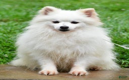 Pomeranian dogs for sale: Teddy - Image 9