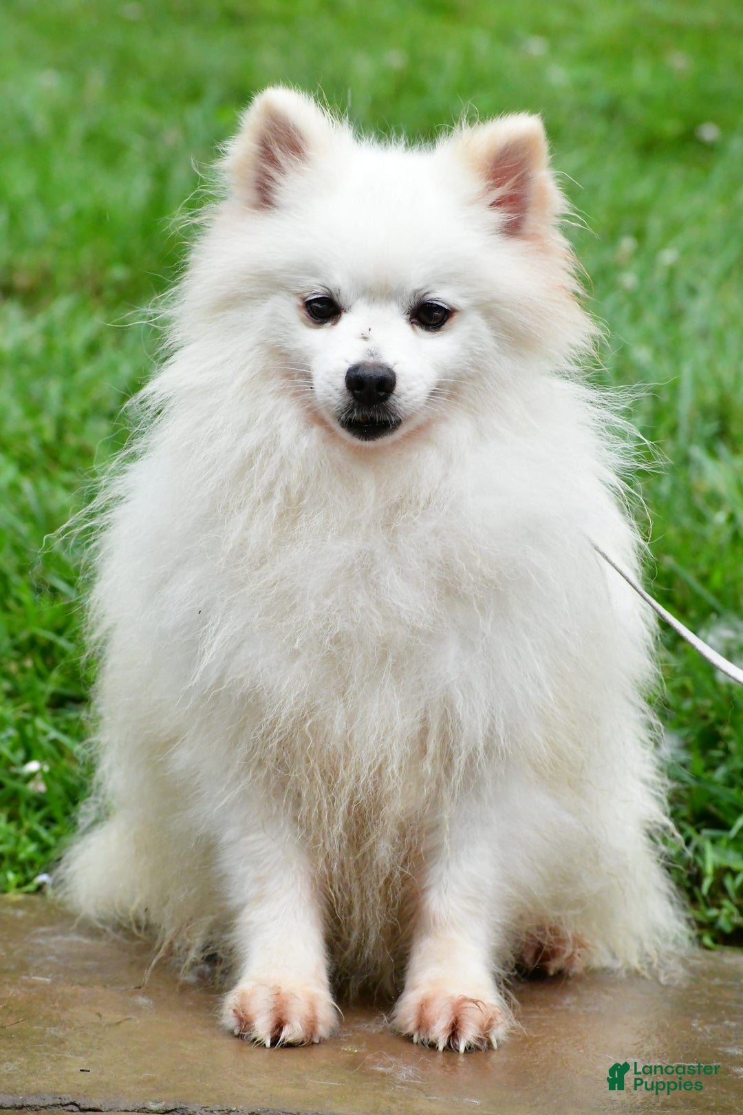 Pomeranian dogs for sale: Teddy - Image 9
