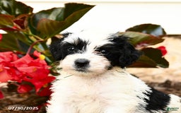 Mini Bernedoodle dogs for sale: Chip - Image 4