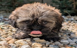 Lhasa Apso dogs for sale: Smokey - Image 10