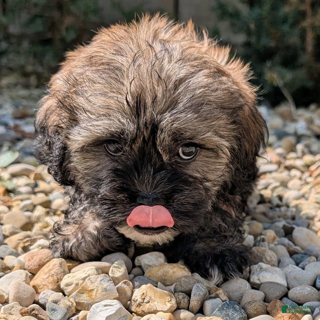 Lhasa Apso dogs for sale: Smokey - Image 10