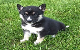 Gerberian Shepsky dogs for sale: Luna - Image 1
