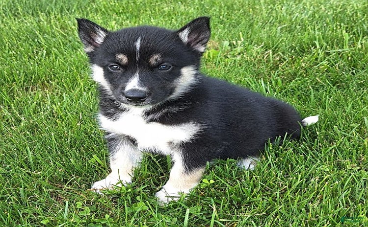 Gerberian Shepsky dogs for sale - Ad 5