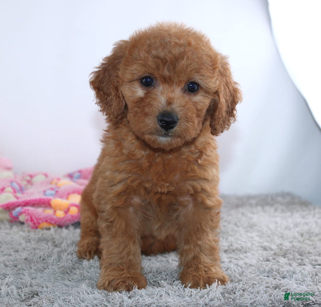 Mini Goldendoodle dogs for sale: Addy - Image 4