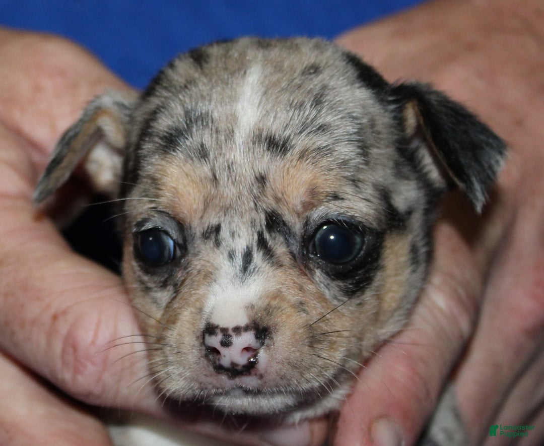 Chihuahua dogs for sale: Irvin - Image 5
