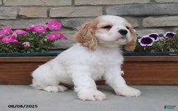Cocker Spaniel dogs for sale: Ozzy - Image 3