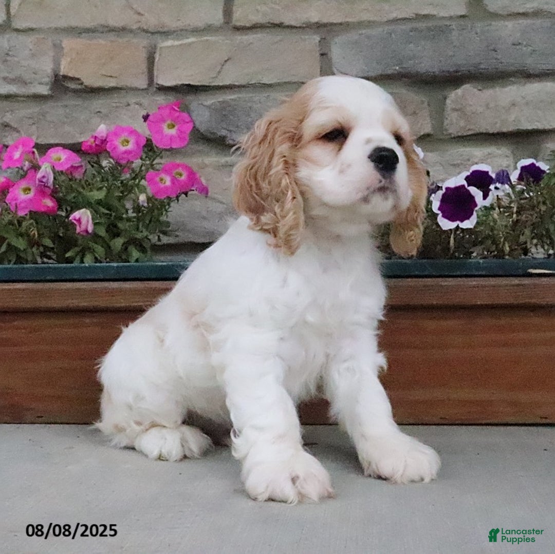 Cocker Spaniel dogs for sale: Ozzy - Image 3
