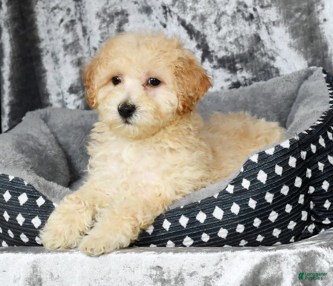 Bichpoo dogs for sale: Kaitlyn - Image 9