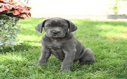 Cane Corso dogs for sale: Belle - Image 5