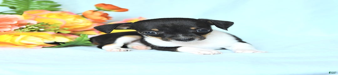 Tiny