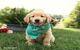 Golden Retriever dogs for sale: Maple - Image 1