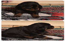Rottweiler dogs for sale: F4 - Image 5