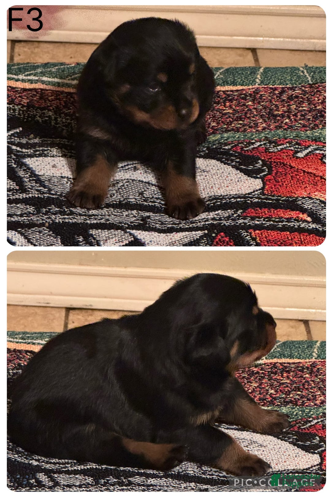 Rottweiler dogs for sale: F4 - Image 5