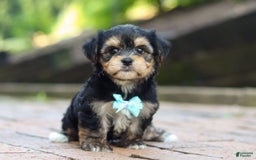 Morkie dogs for sale: Paul - Image 2