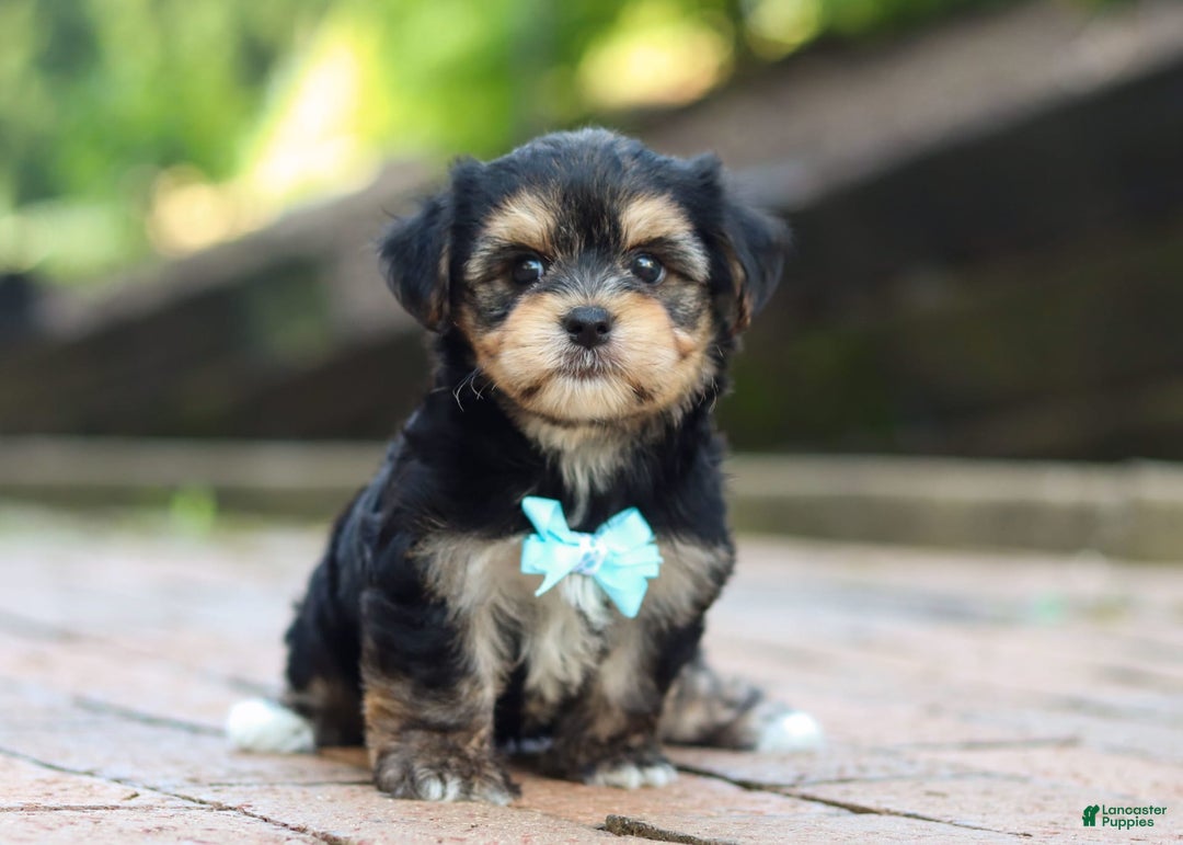 Morkie dogs for sale: Paul - Image 2