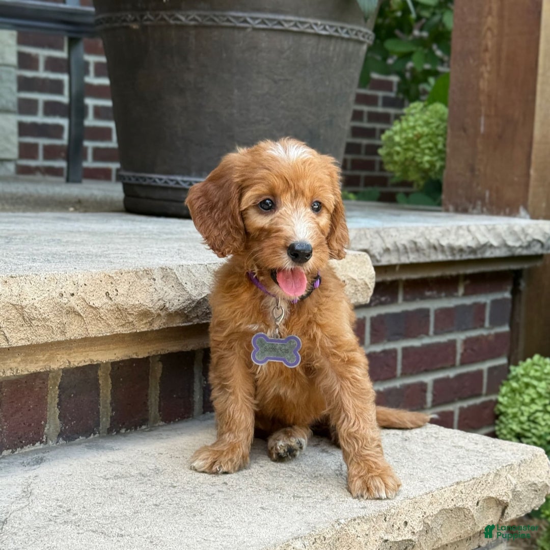 Goldendoodle dogs for sale: Layla - Image 3