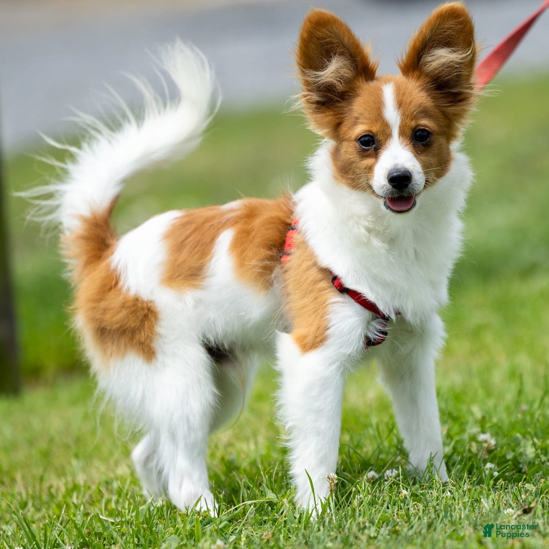 Papillon dogs for sale: Fraser - Image 5