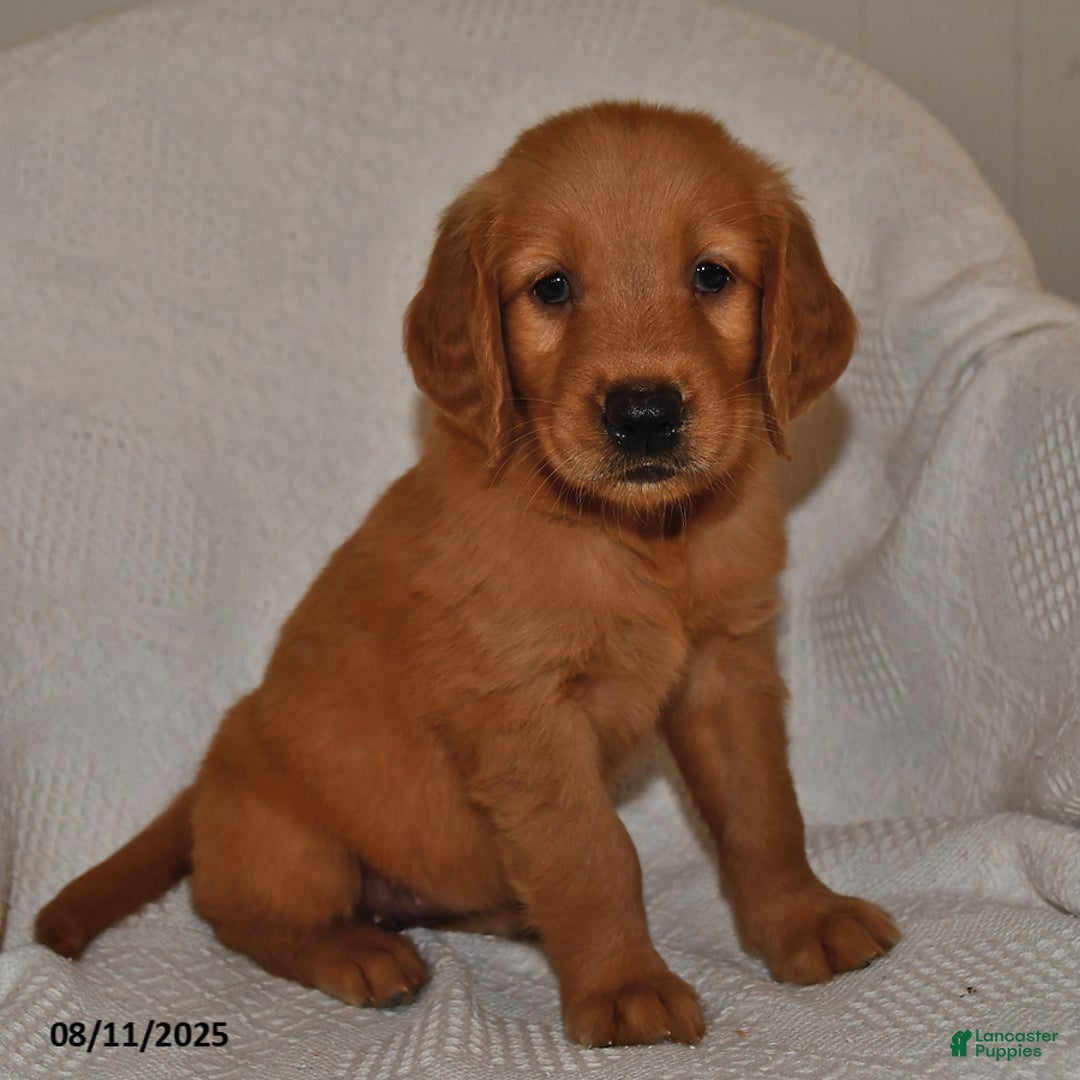 Golden Retriever dogs for sale: Daisy - Image 4