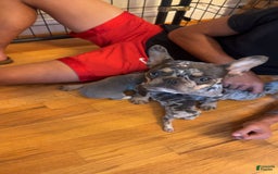 French Bulldog dogs for sale: Tammy - Image 6