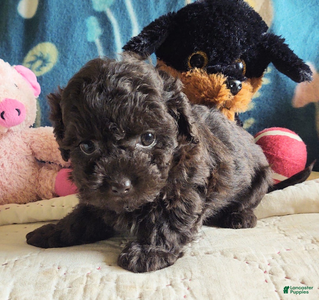 Maltipoo dogs for sale: Count Chocolate - Image 12