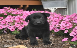 German Shepherd dogs for sale: German Shepherd 5 puppies - Image 2