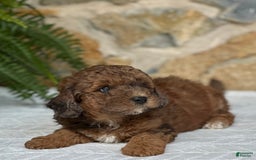 Mini Aussiedoodle dogs for sale: Ruger - Image 4