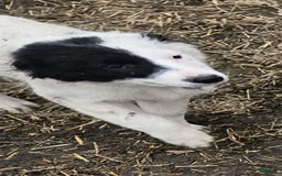 Border Collie dogs for sale: Divvy - Image 3