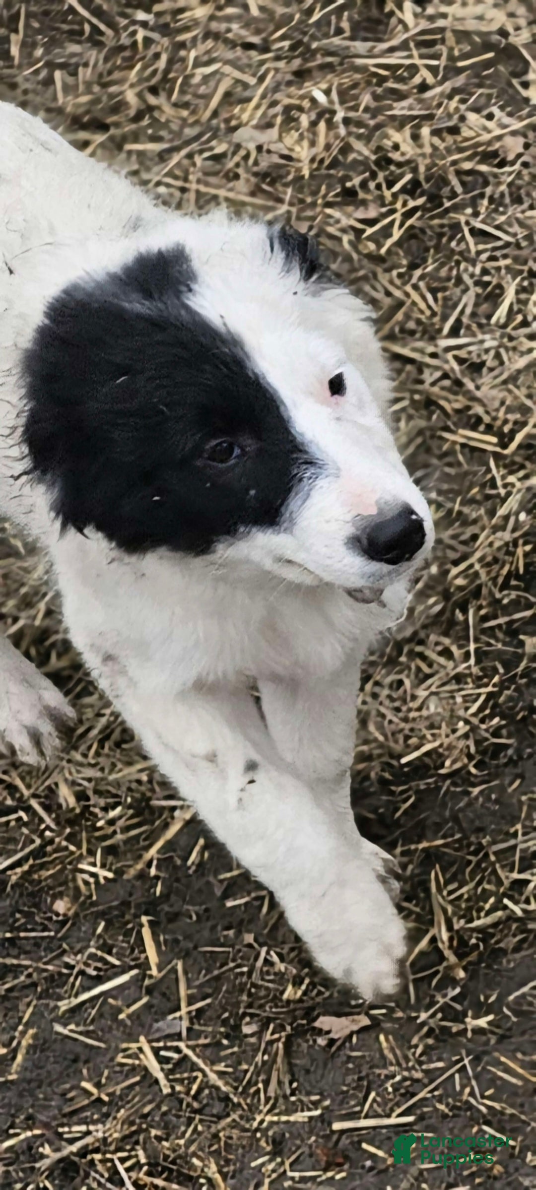 Border Collie dogs for sale: Divvy - Image 3