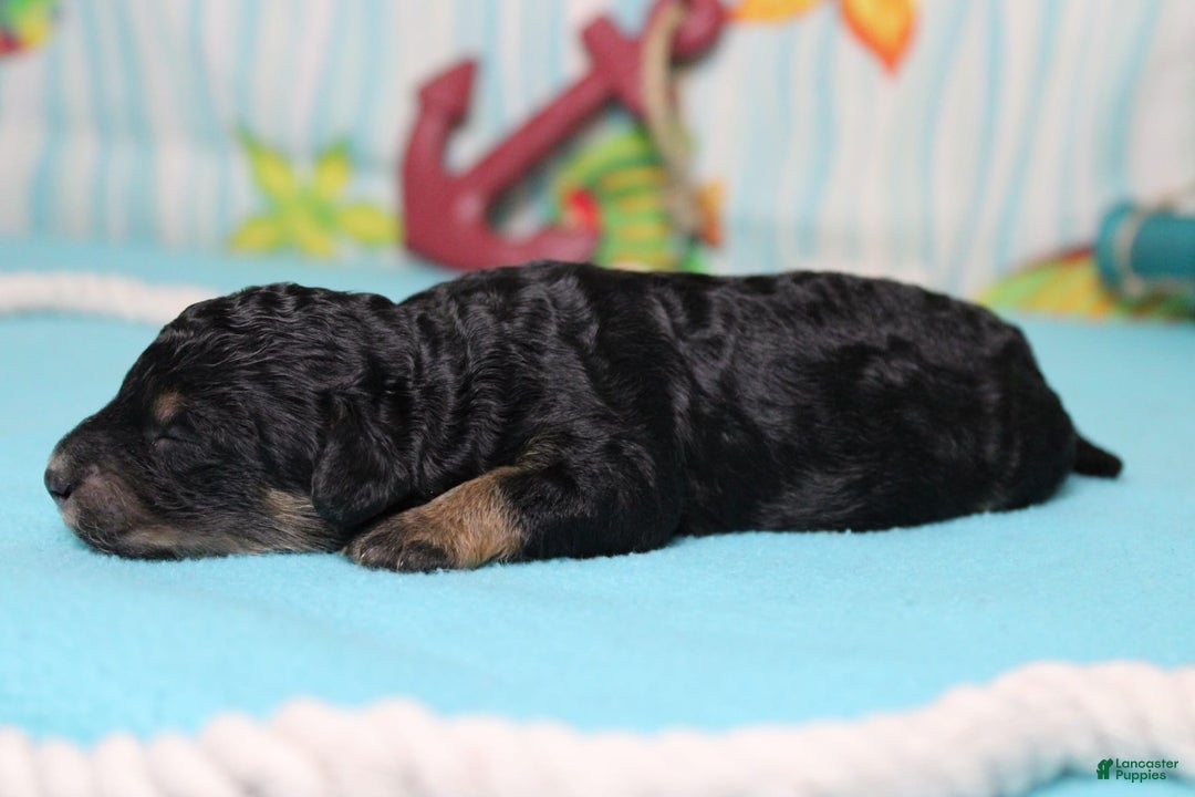 Mini Bernedoodle dogs for sale: Mini Bernedoodle 6 puppies - Image 4