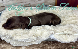 Miniature Dachshund dogs for sale: Barney - Image 10