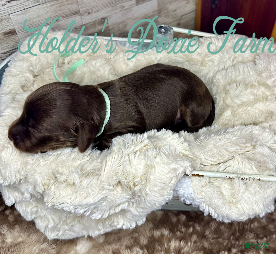 Miniature Dachshund dogs for sale: Barney - Image 10